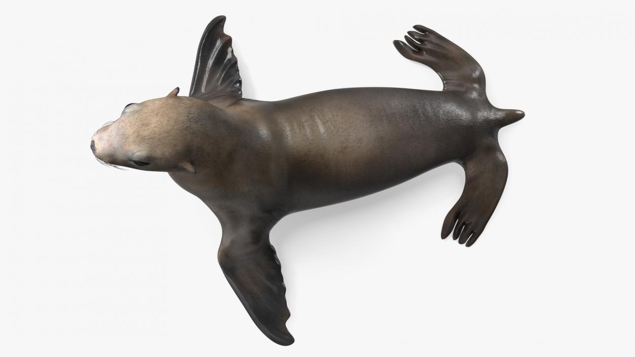 3D California Sea Lion Rigged