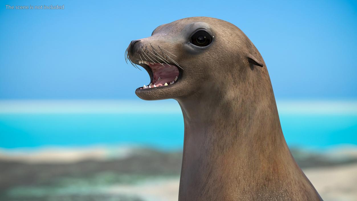 3D California Sea Lion Rigged