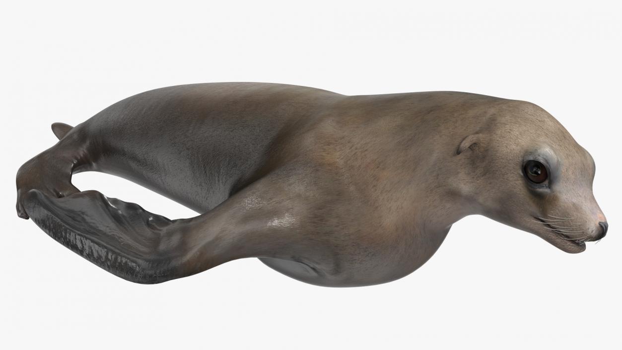 3D California Sea Lion Rigged