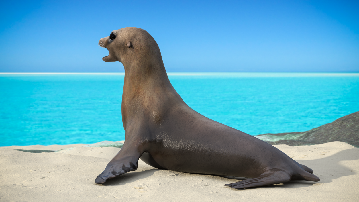 3D California Sea Lion Rigged