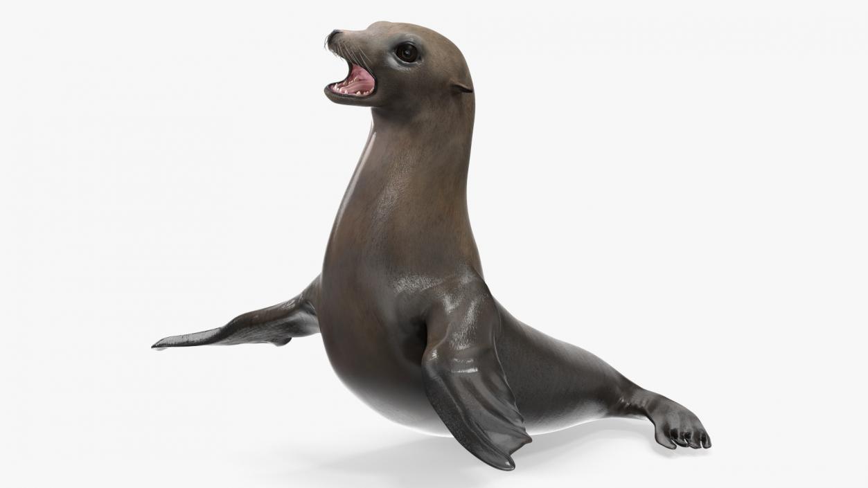 3D California Sea Lion Rigged