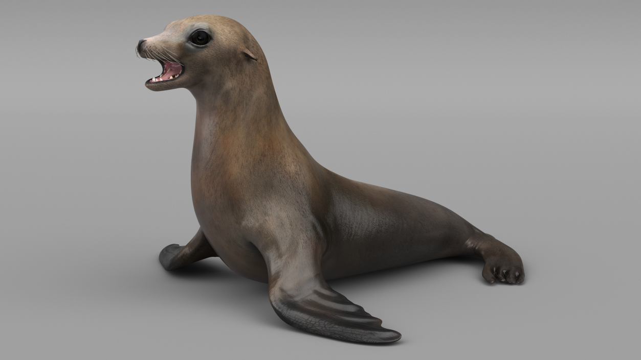 3D California Sea Lion Rigged