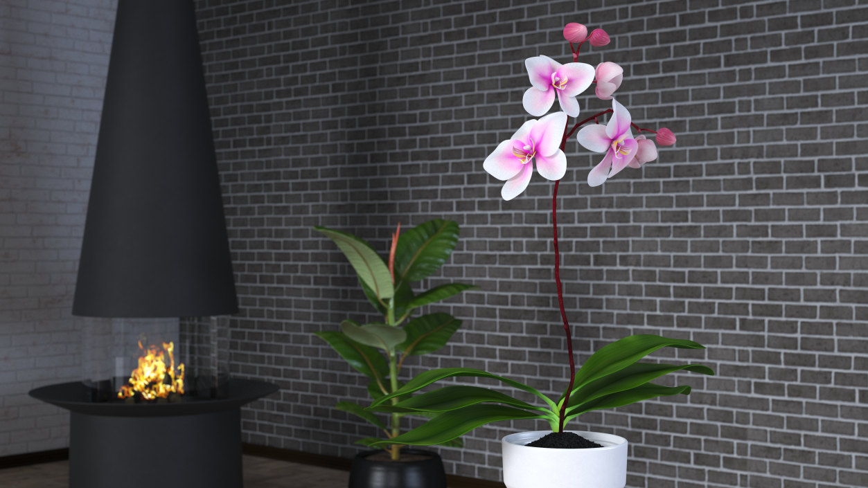 3D model Orchid Pot