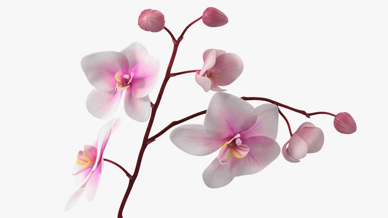 3D model Orchid Pot