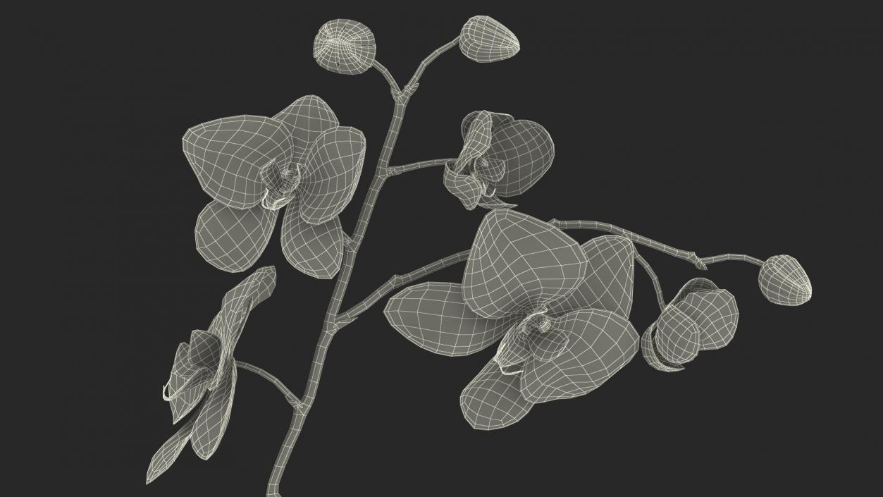 3D model Orchid Pot