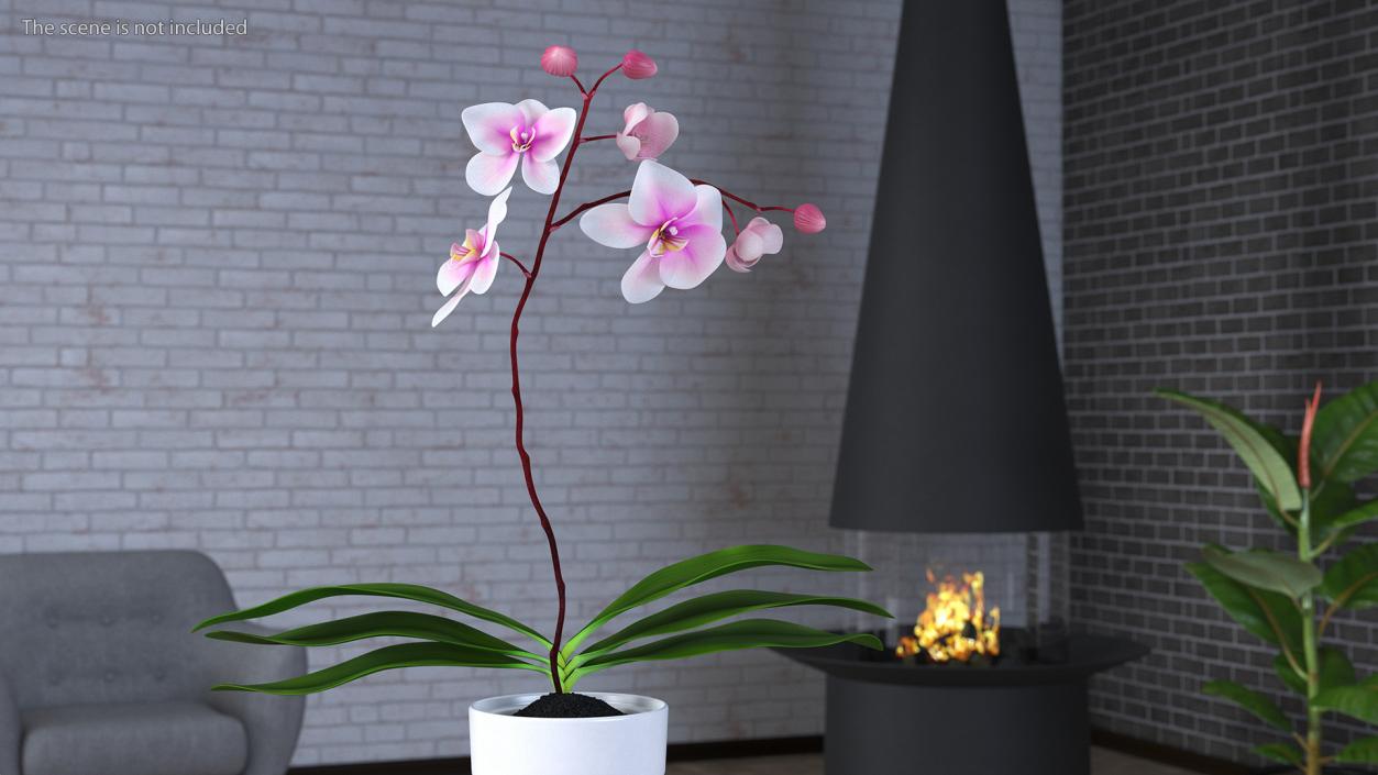 3D model Orchid Pot