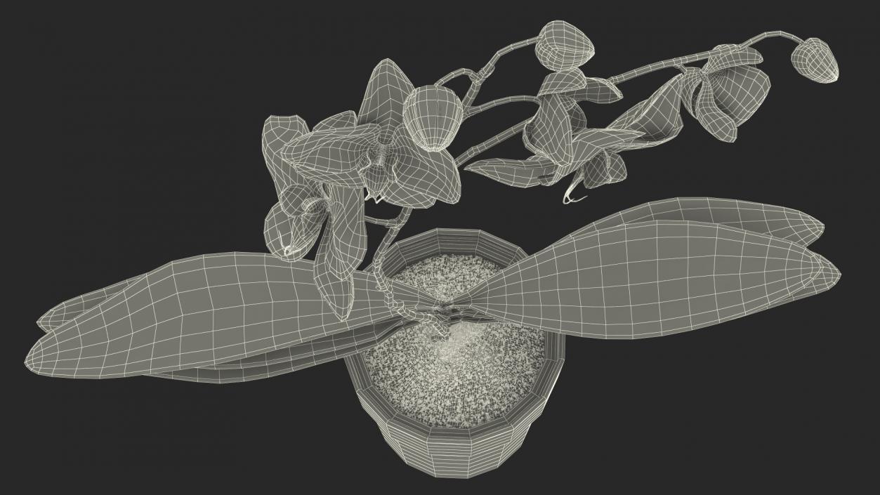 3D model Orchid Pot