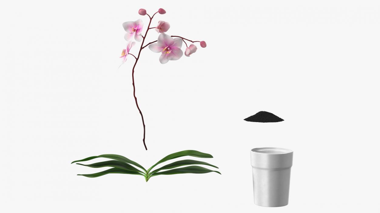 3D model Orchid Pot