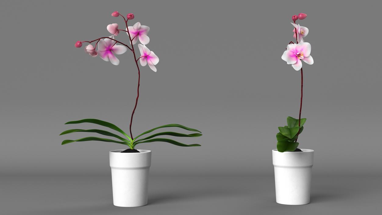 3D model Orchid Pot