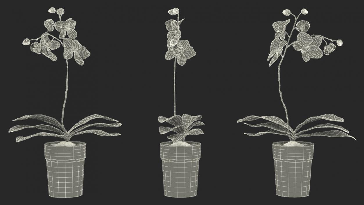 3D model Orchid Pot