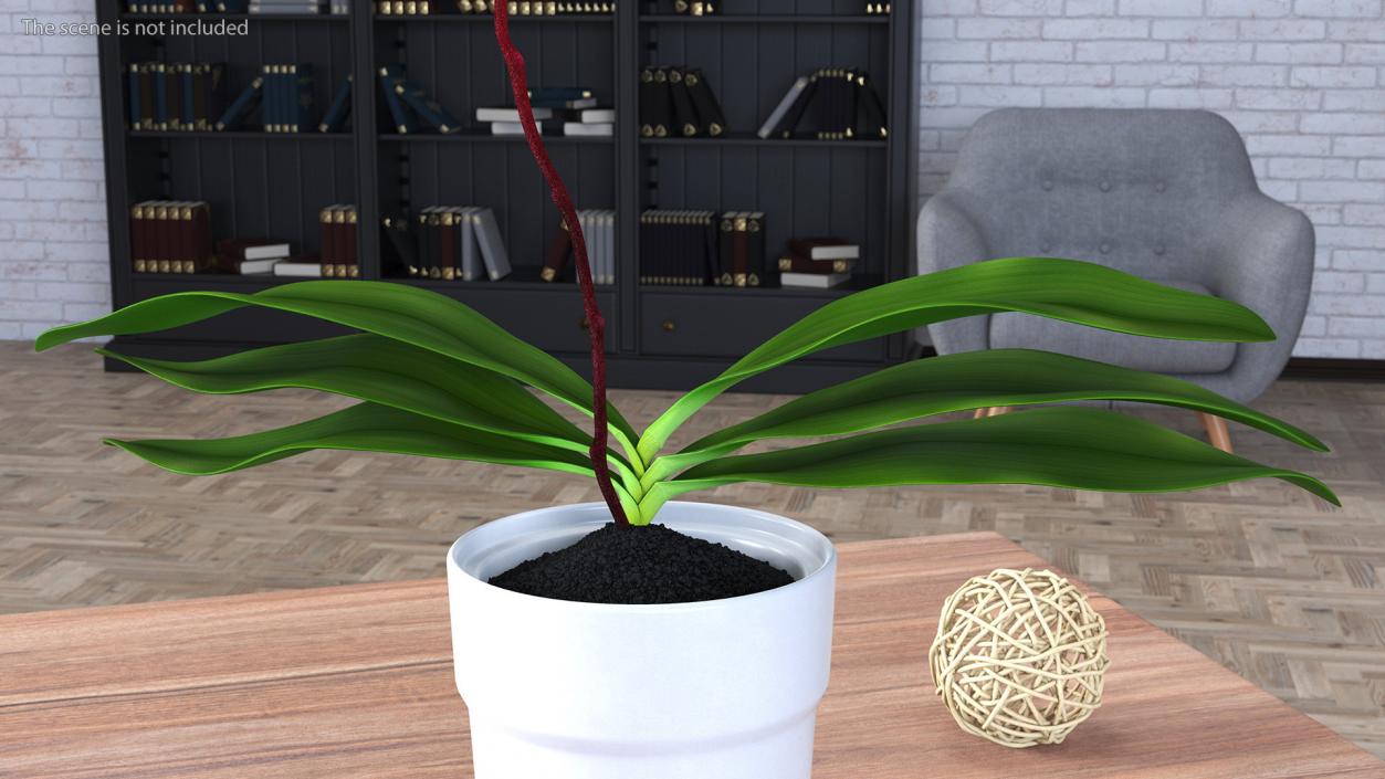 3D model Orchid Pot