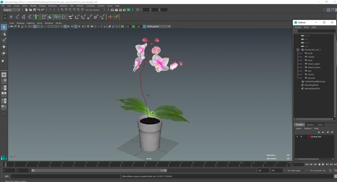 3D model Orchid Pot