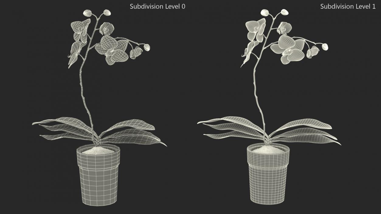 3D model Orchid Pot