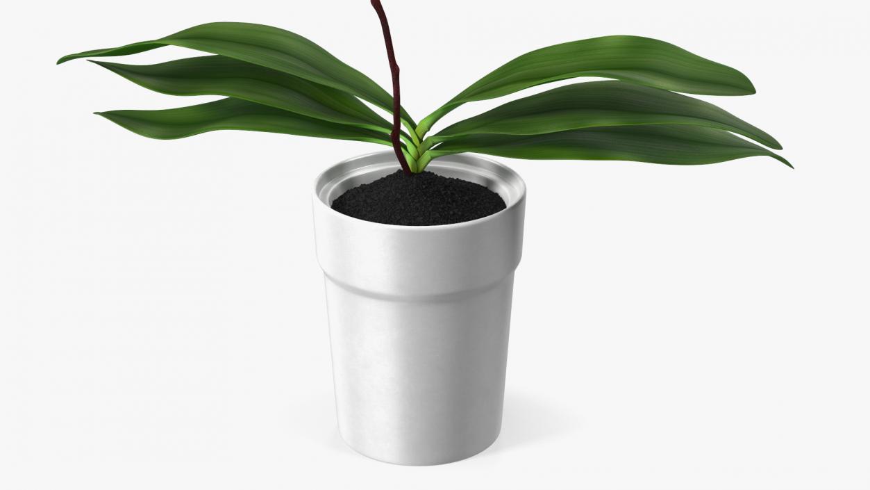 3D model Orchid Pot