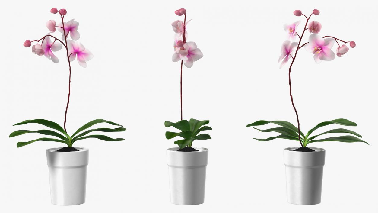 3D model Orchid Pot