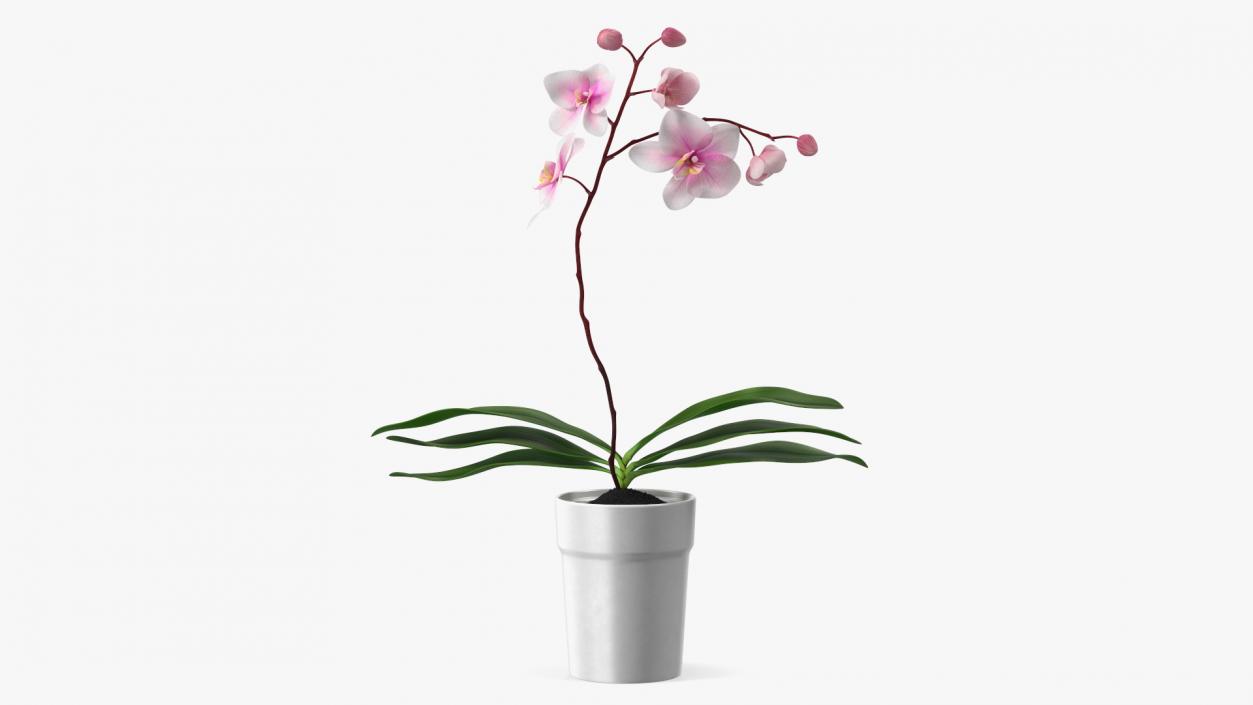 3D model Orchid Pot