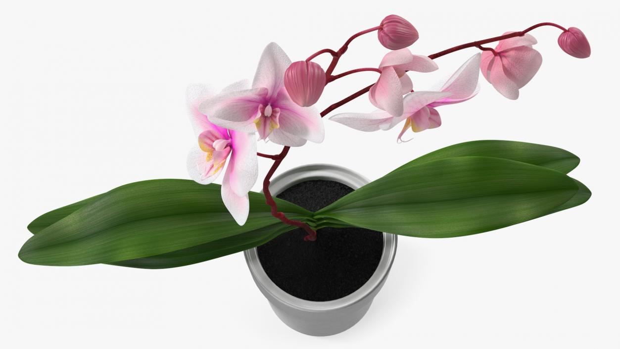 3D model Orchid Pot