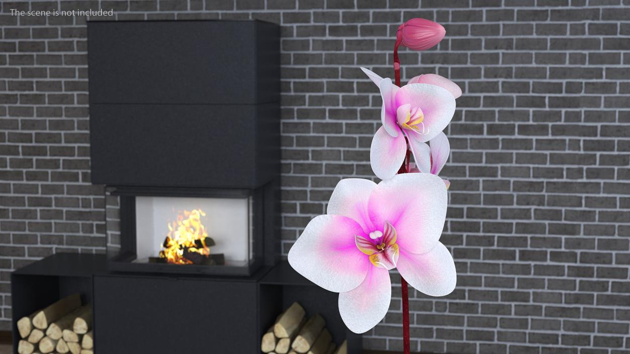 3D model Orchid Pot