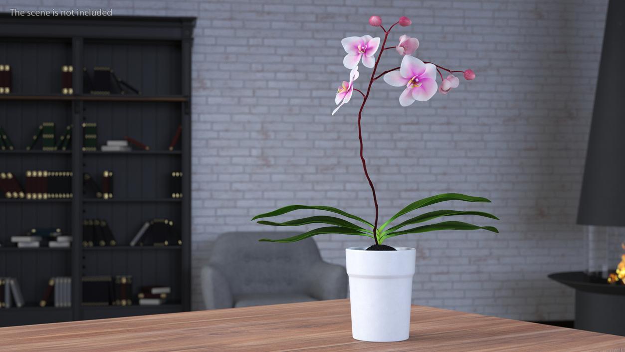 3D model Orchid Pot