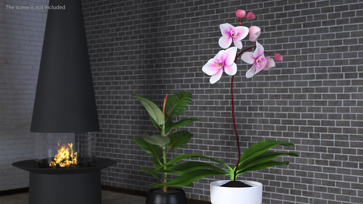 3D model Orchid Pot