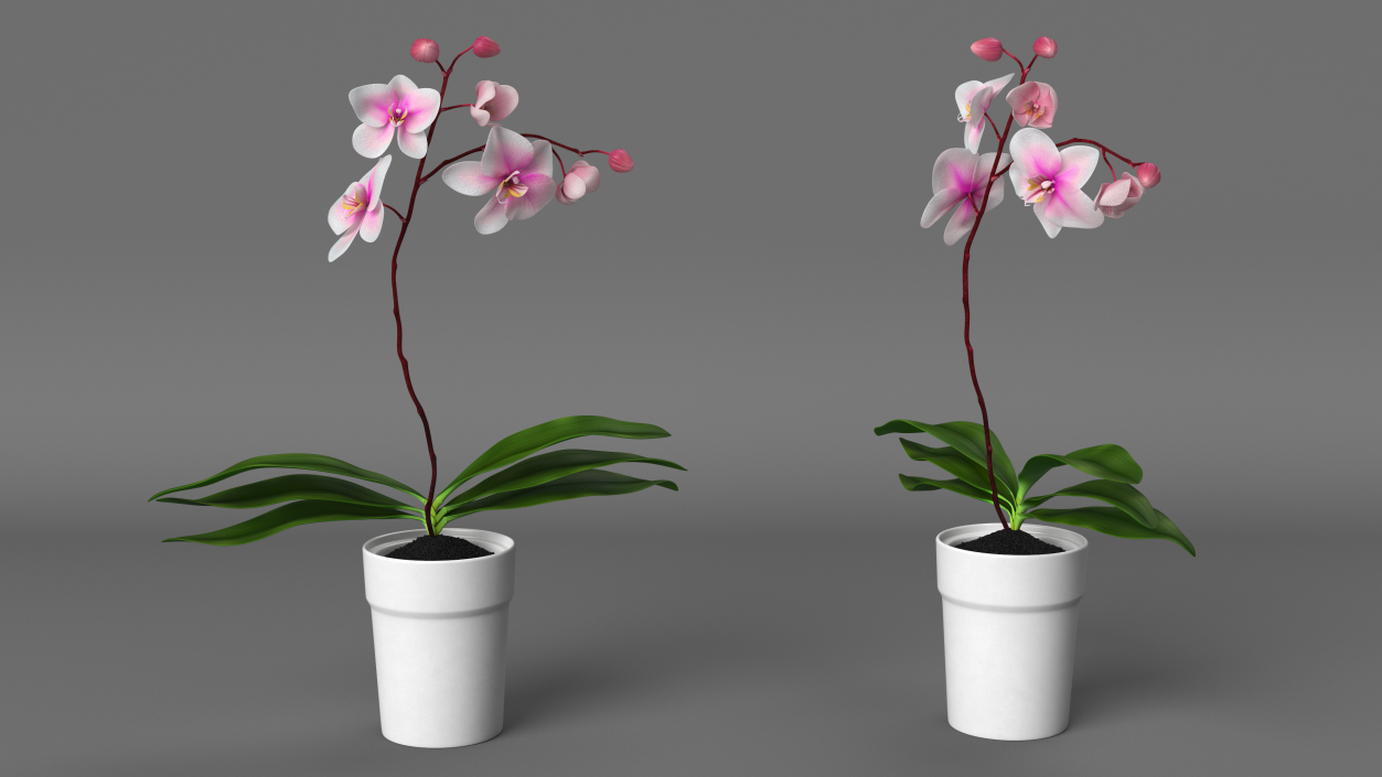 3D model Orchid Pot