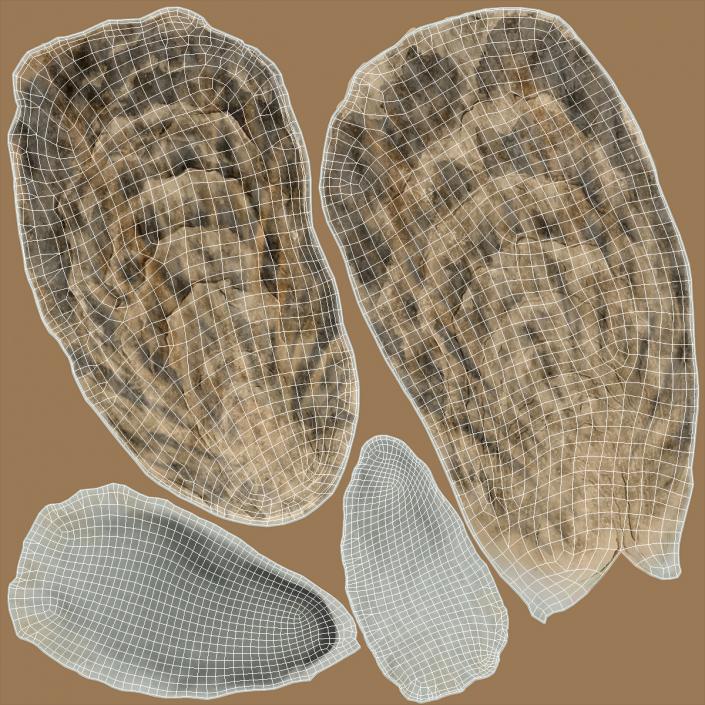 3D model Three Closed Oysters