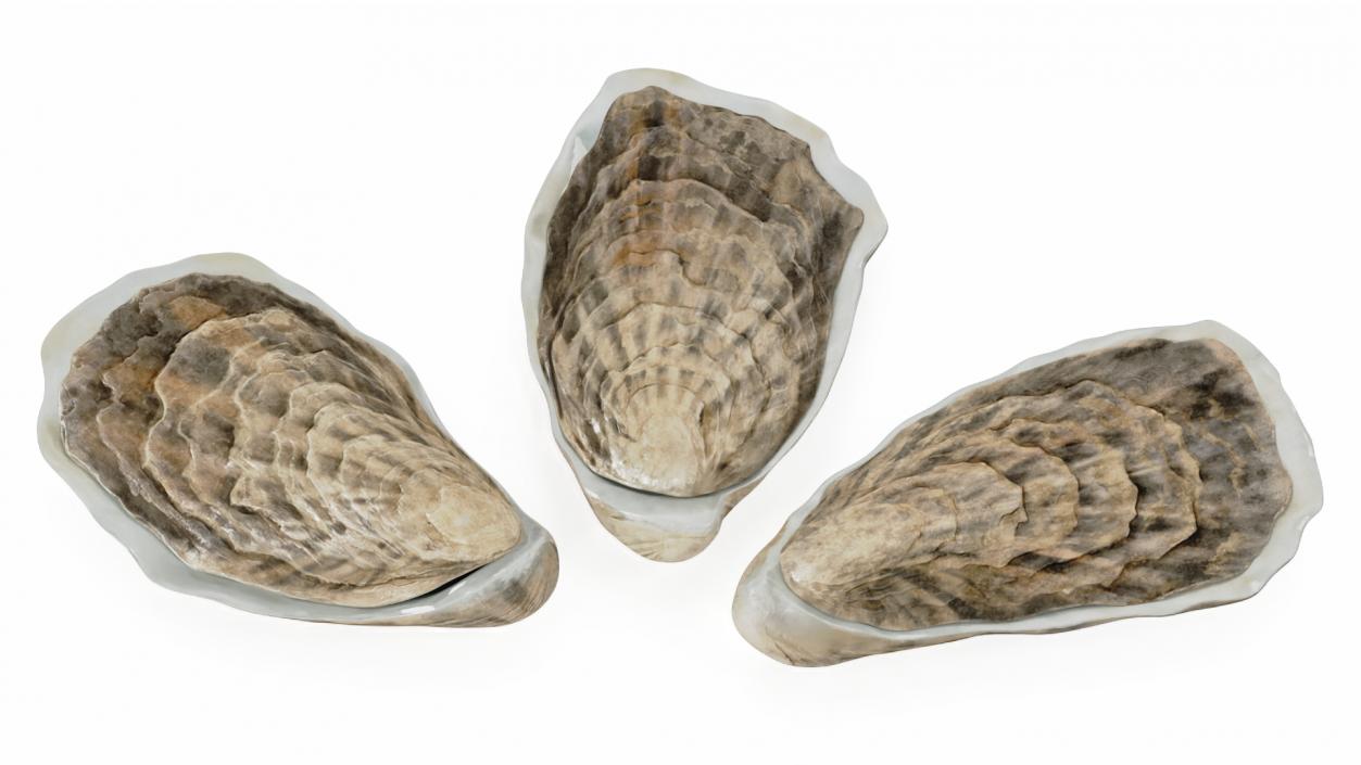 3D model Three Closed Oysters