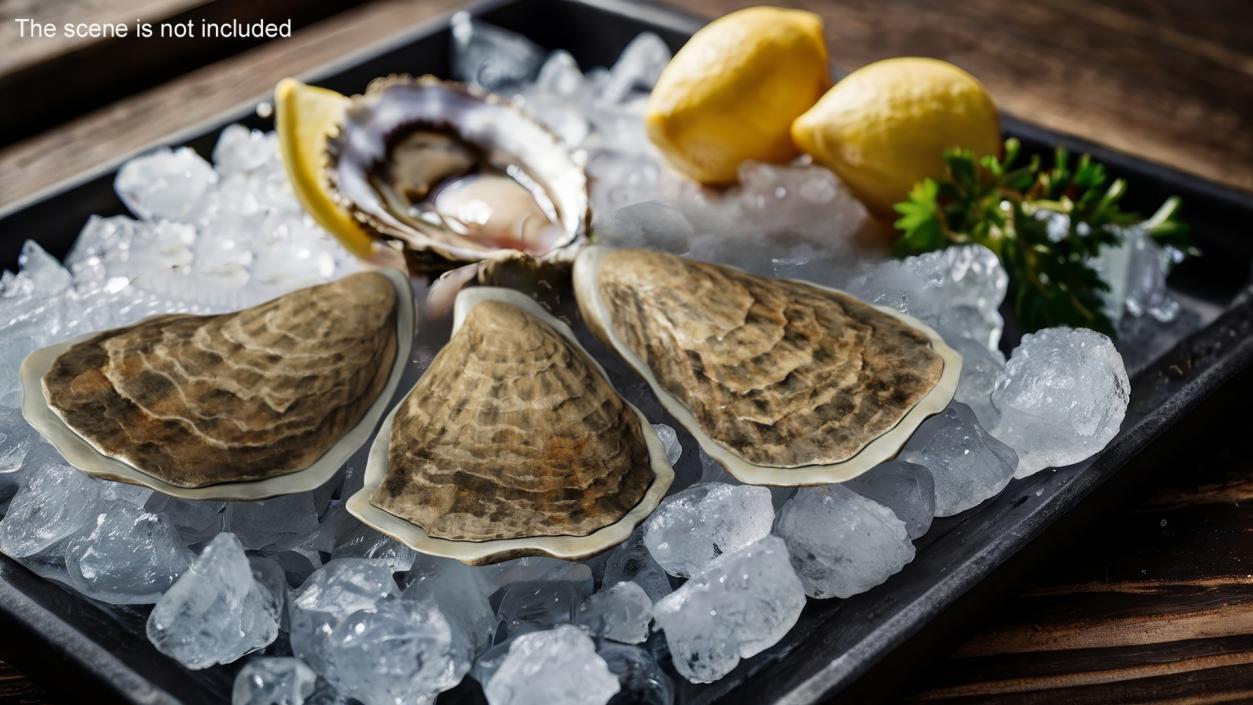 3D model Three Closed Oysters