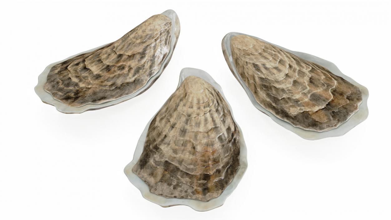 3D model Three Closed Oysters