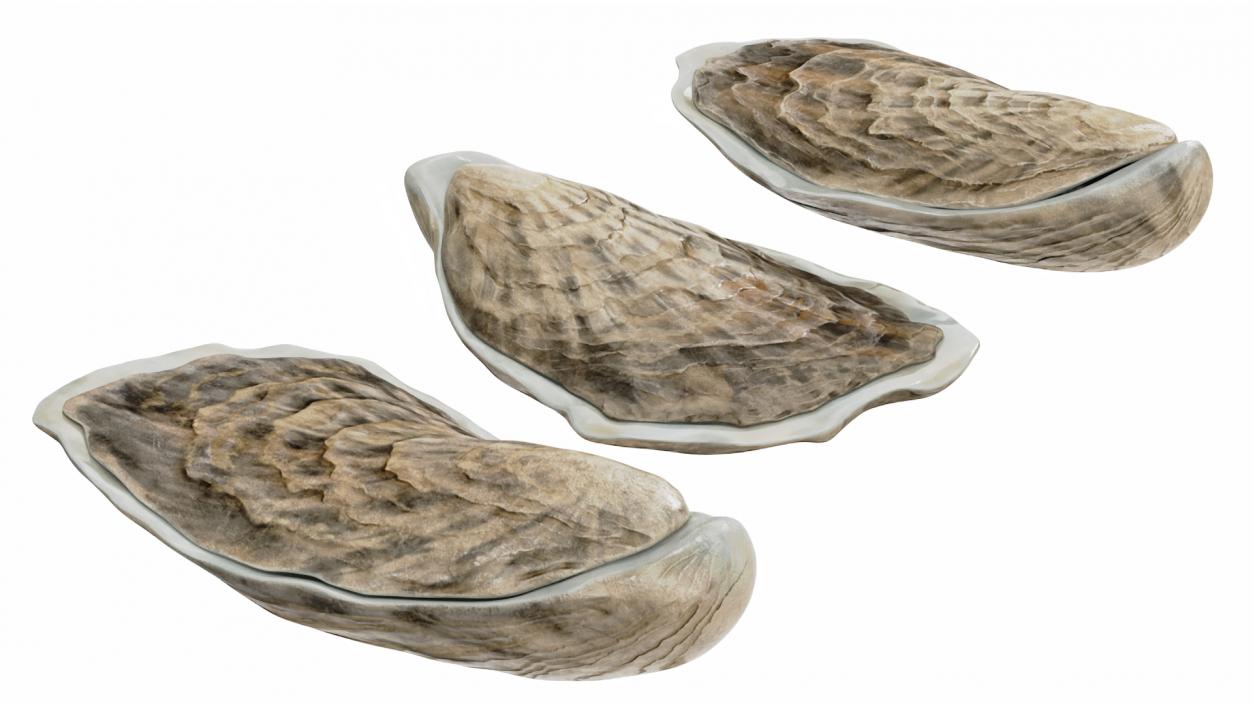 3D model Three Closed Oysters