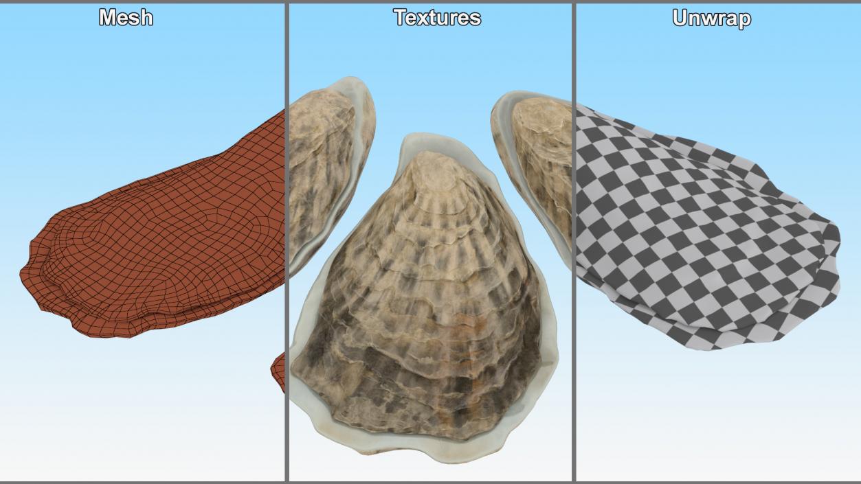 3D model Three Closed Oysters