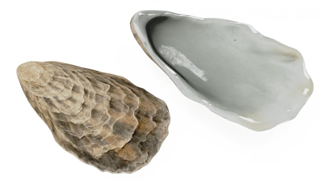 3D model Three Closed Oysters