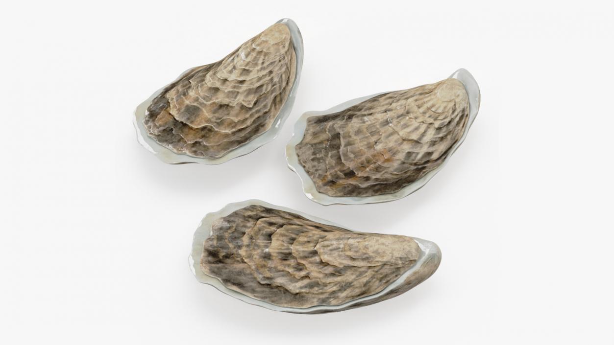 3D model Three Closed Oysters