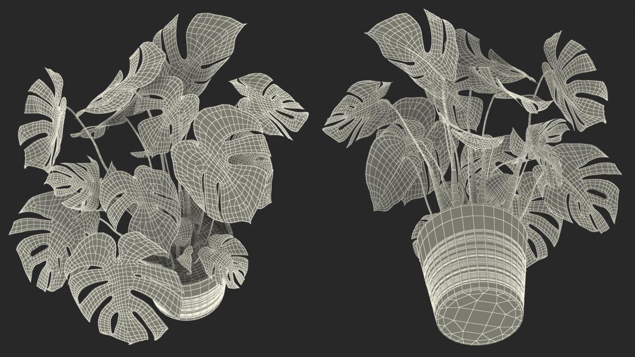 Houseplants Collection 4 3D model