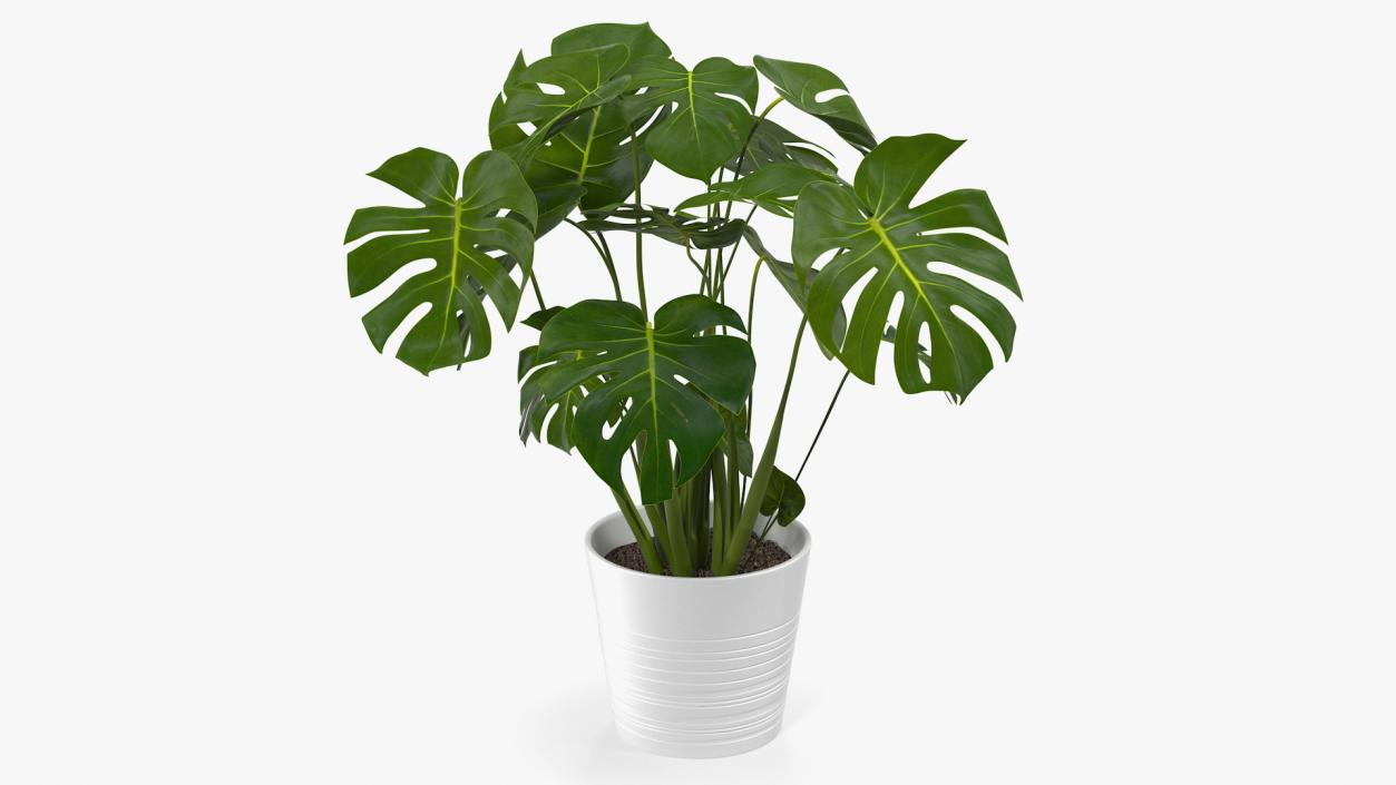 Houseplants Collection 4 3D model