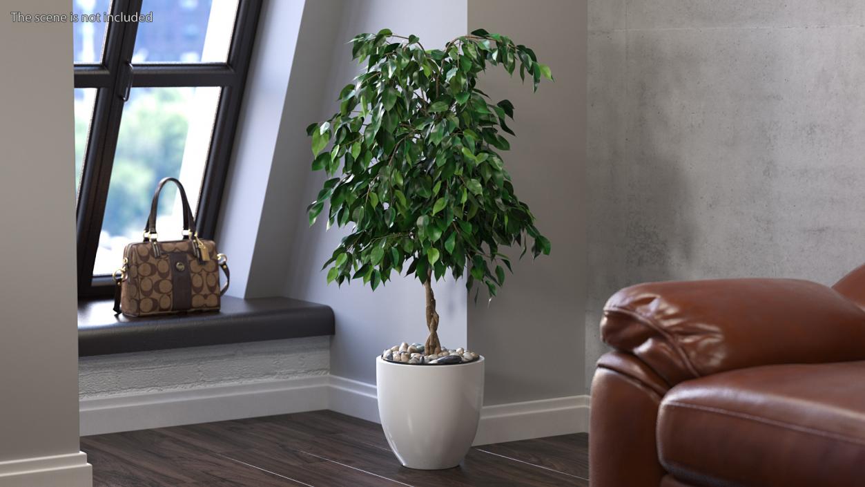 Houseplants Collection 4 3D model