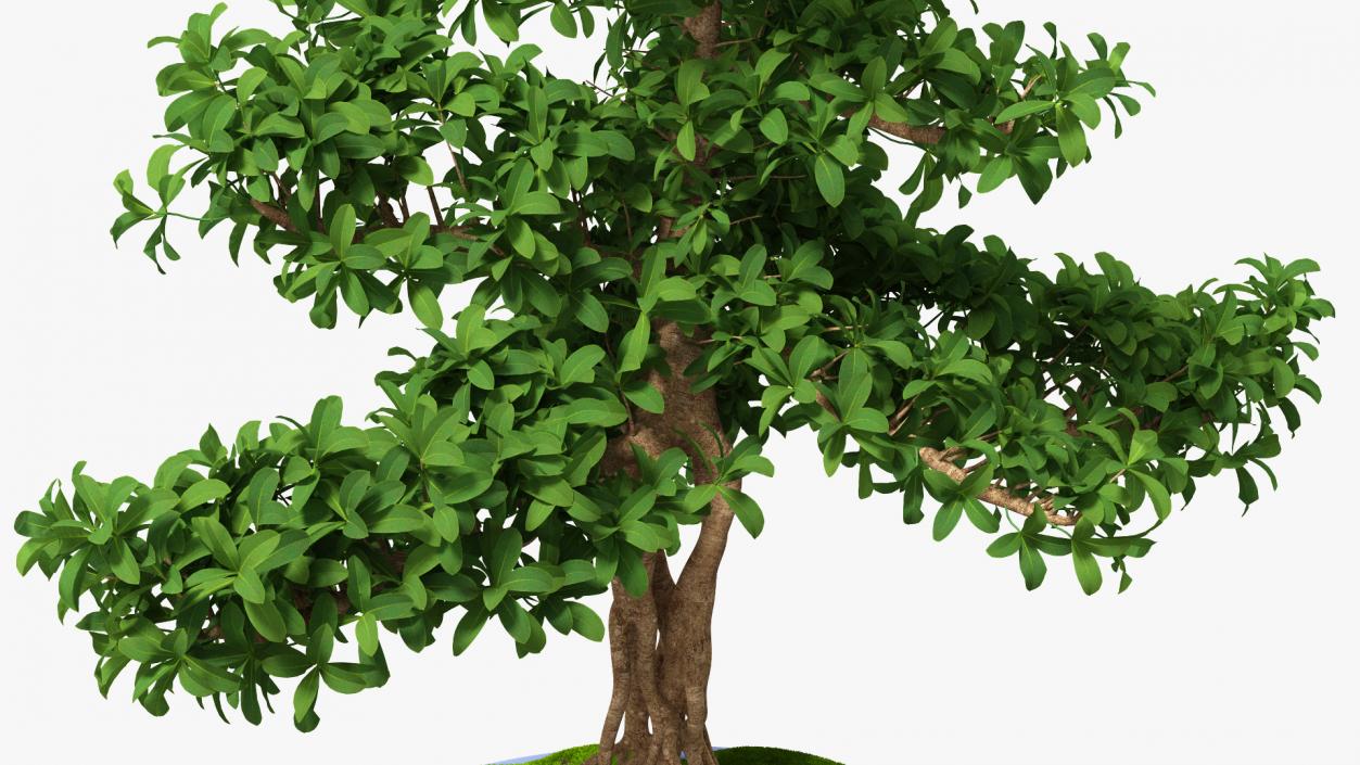 Houseplants Collection 4 3D model