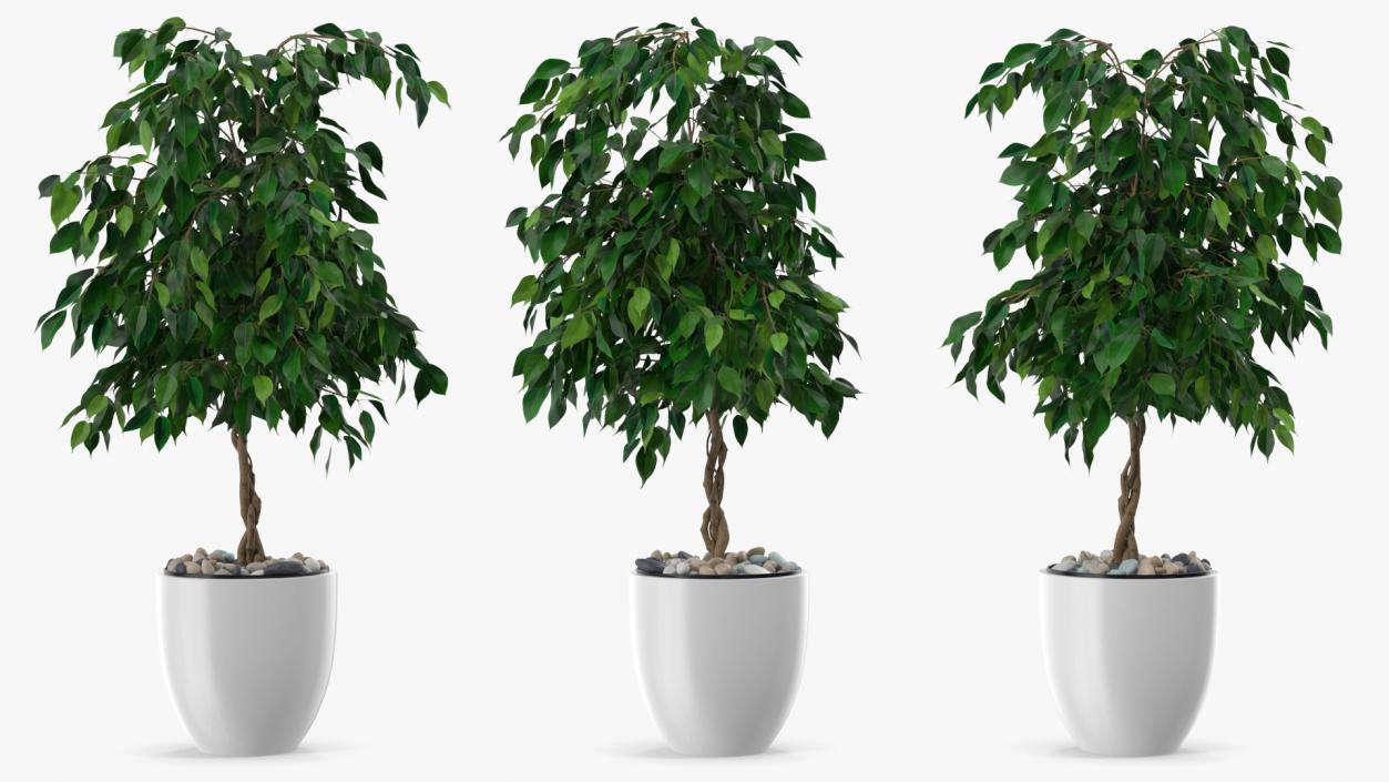 Houseplants Collection 4 3D model