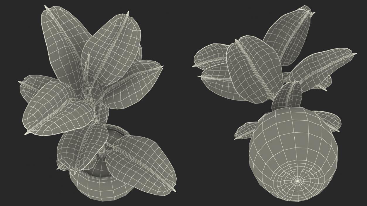 Houseplants Collection 4 3D model