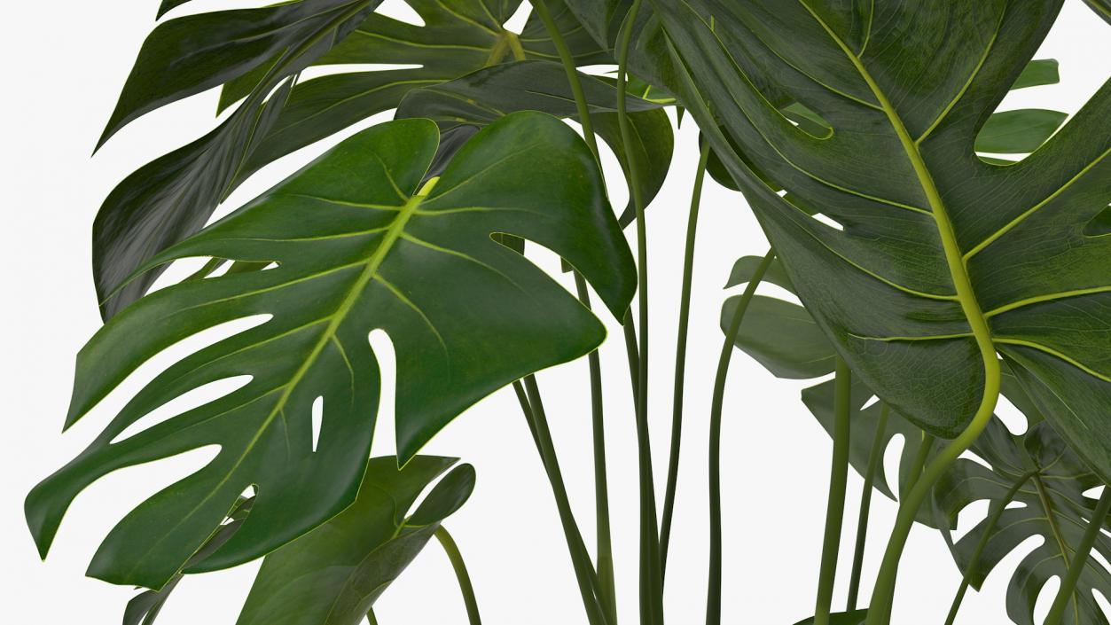 Houseplants Collection 4 3D model