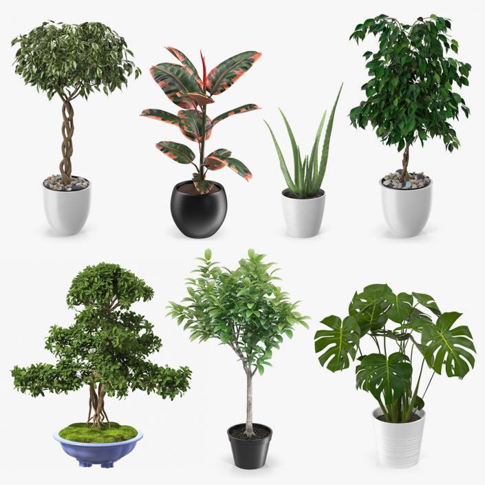 Houseplants Collection 4 3D model