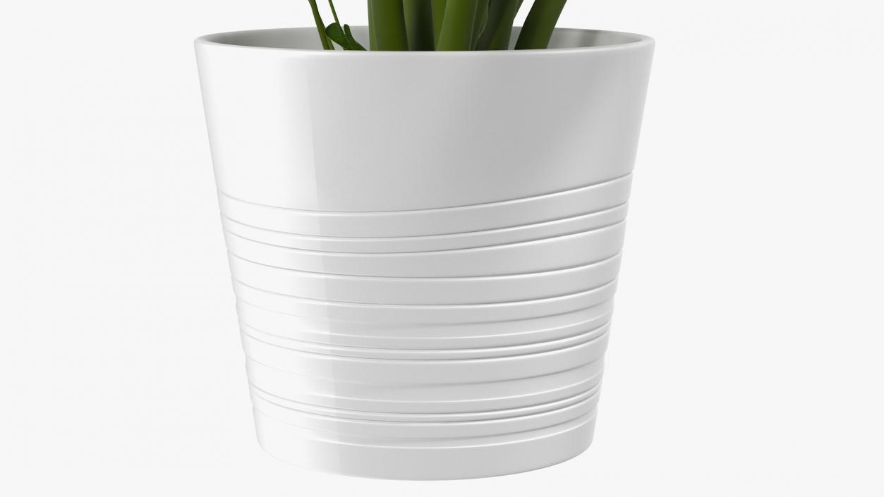 Houseplants Collection 4 3D model