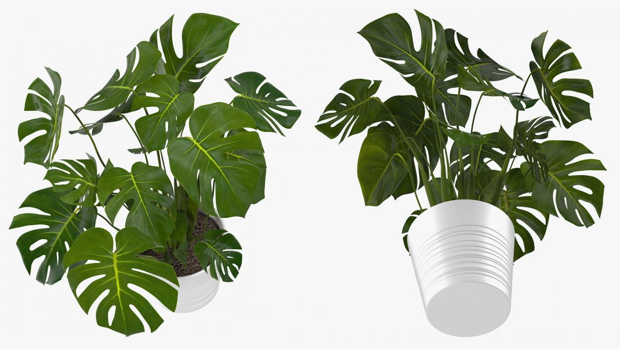 Houseplants Collection 4 3D model