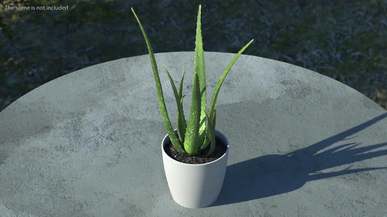 Houseplants Collection 4 3D model