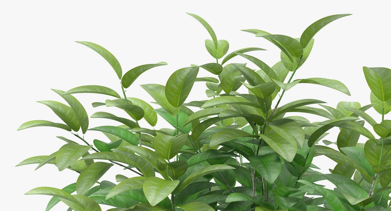 Houseplants Collection 4 3D model