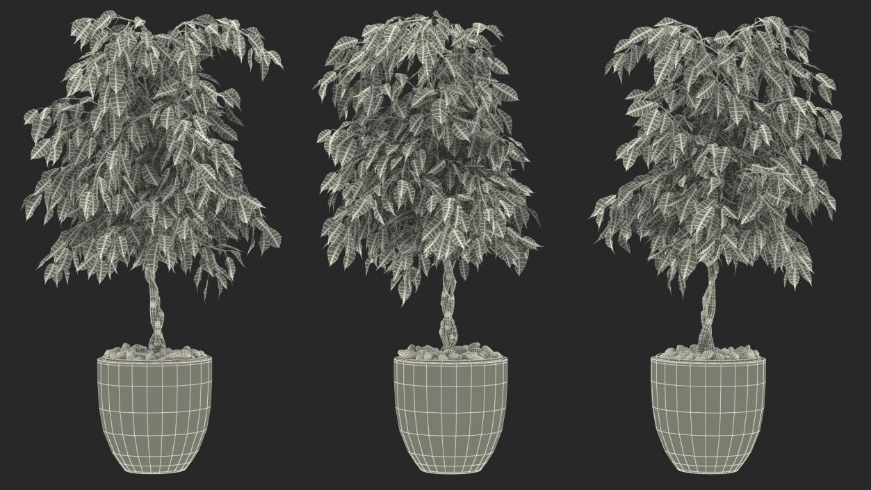 Houseplants Collection 4 3D model