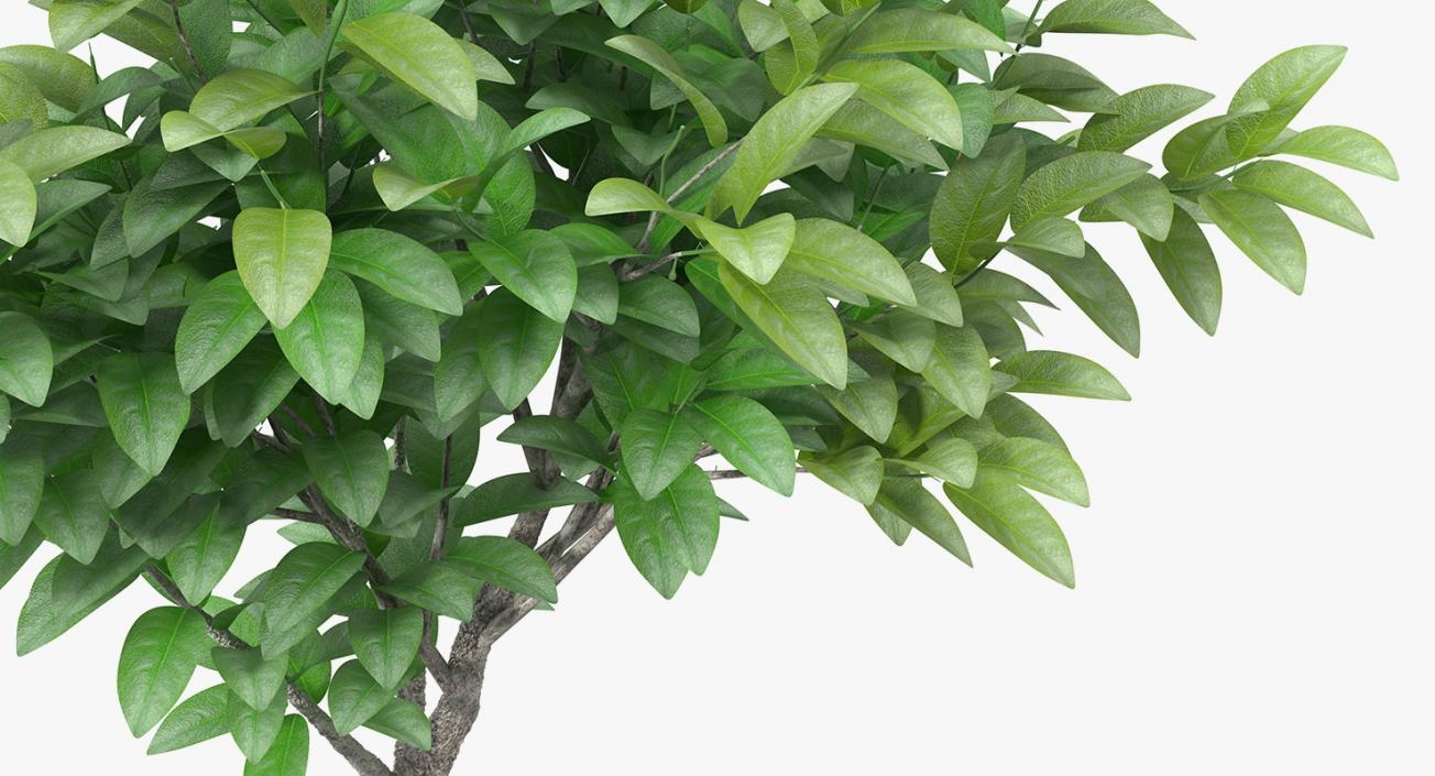 Houseplants Collection 4 3D model