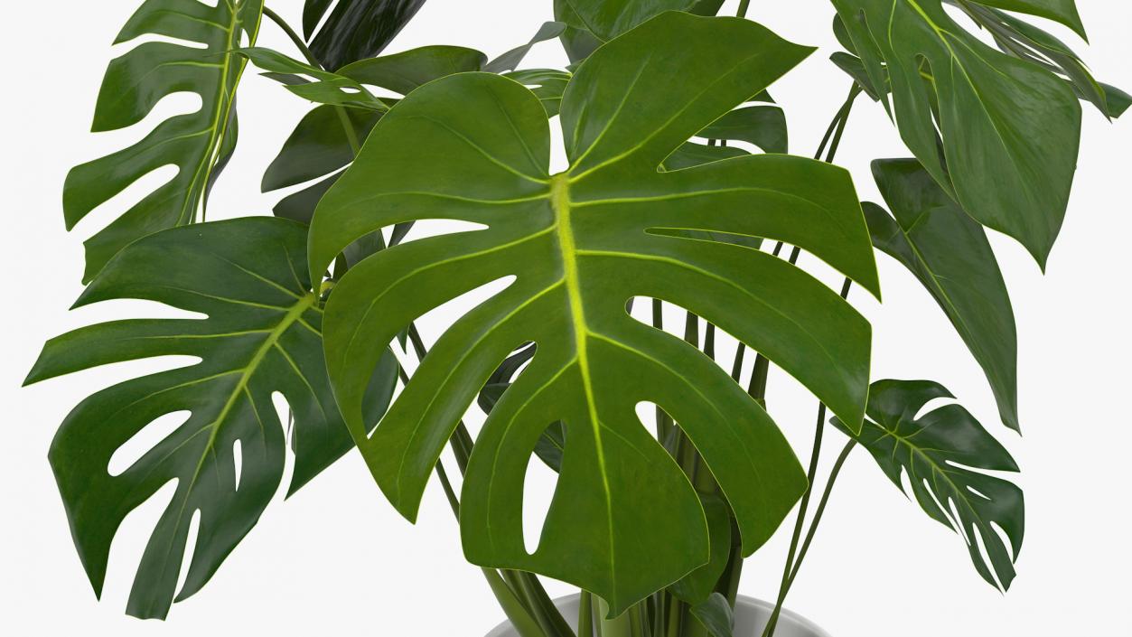 Houseplants Collection 4 3D model