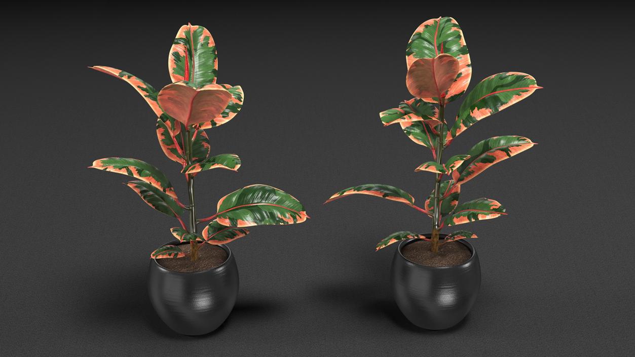 Houseplants Collection 4 3D model