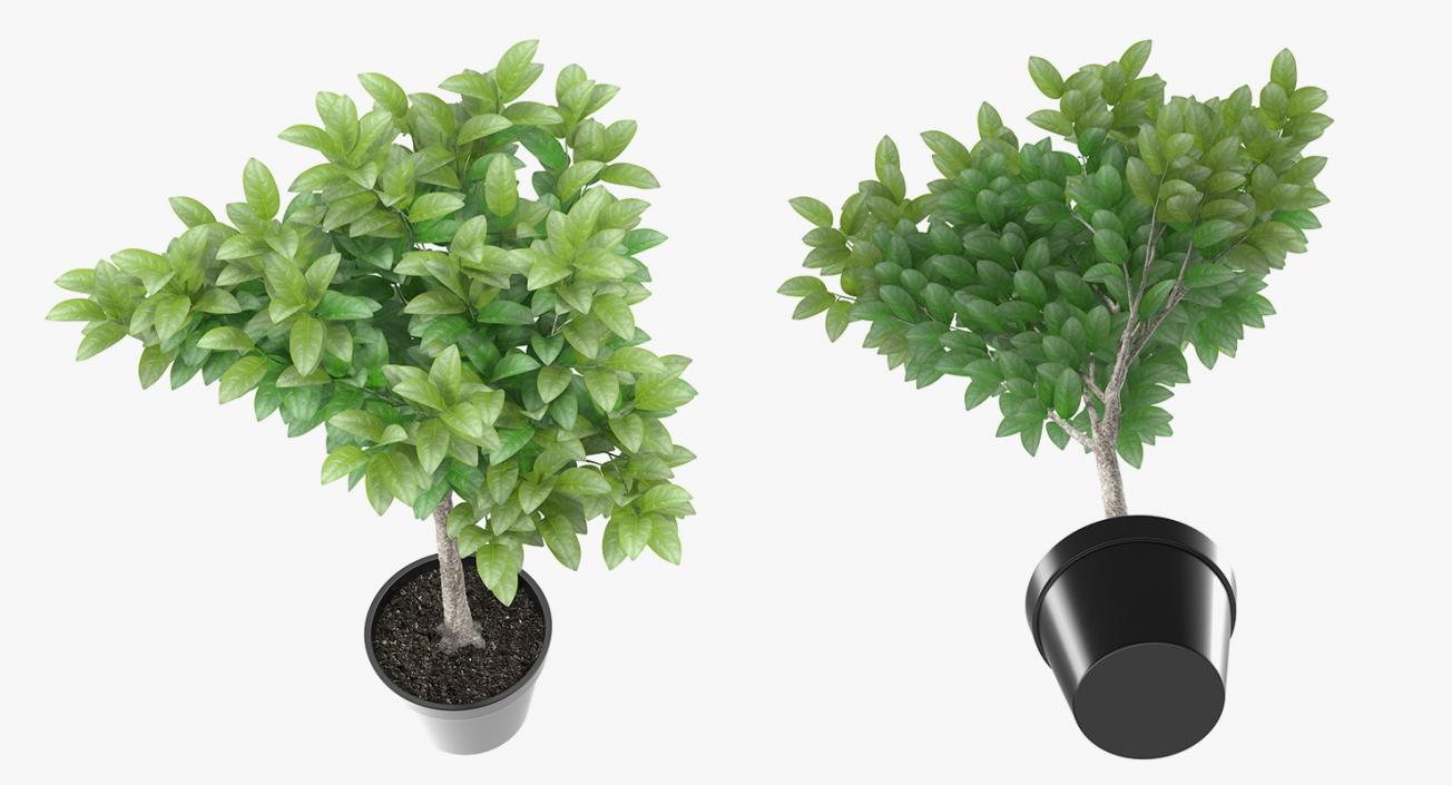 Houseplants Collection 4 3D model